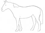 Blanco horse