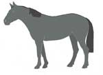 Lobuna horse