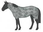 Moro horse