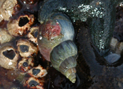 MARINE INVERTEBRATES, SOUTH ATLANTIC,Falkland Islands