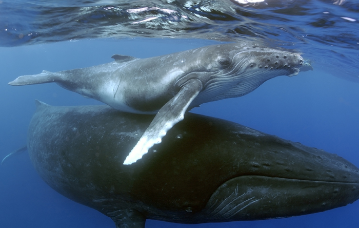 HUMPBACK WHALE Megaptera novaeangliae , Falkland Islands