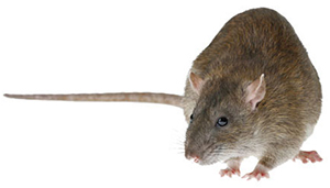 Introduced Rats RODENTS introduced invasive species, Falkland Islands